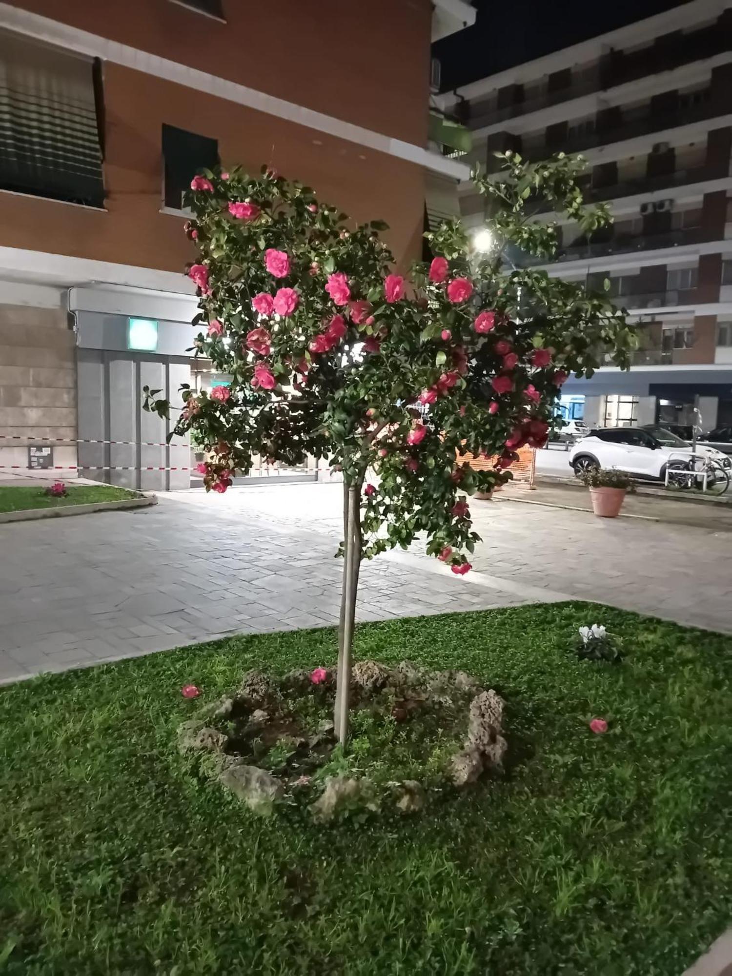 罗马 奥林姆皮卡旅馆酒店 外观 照片